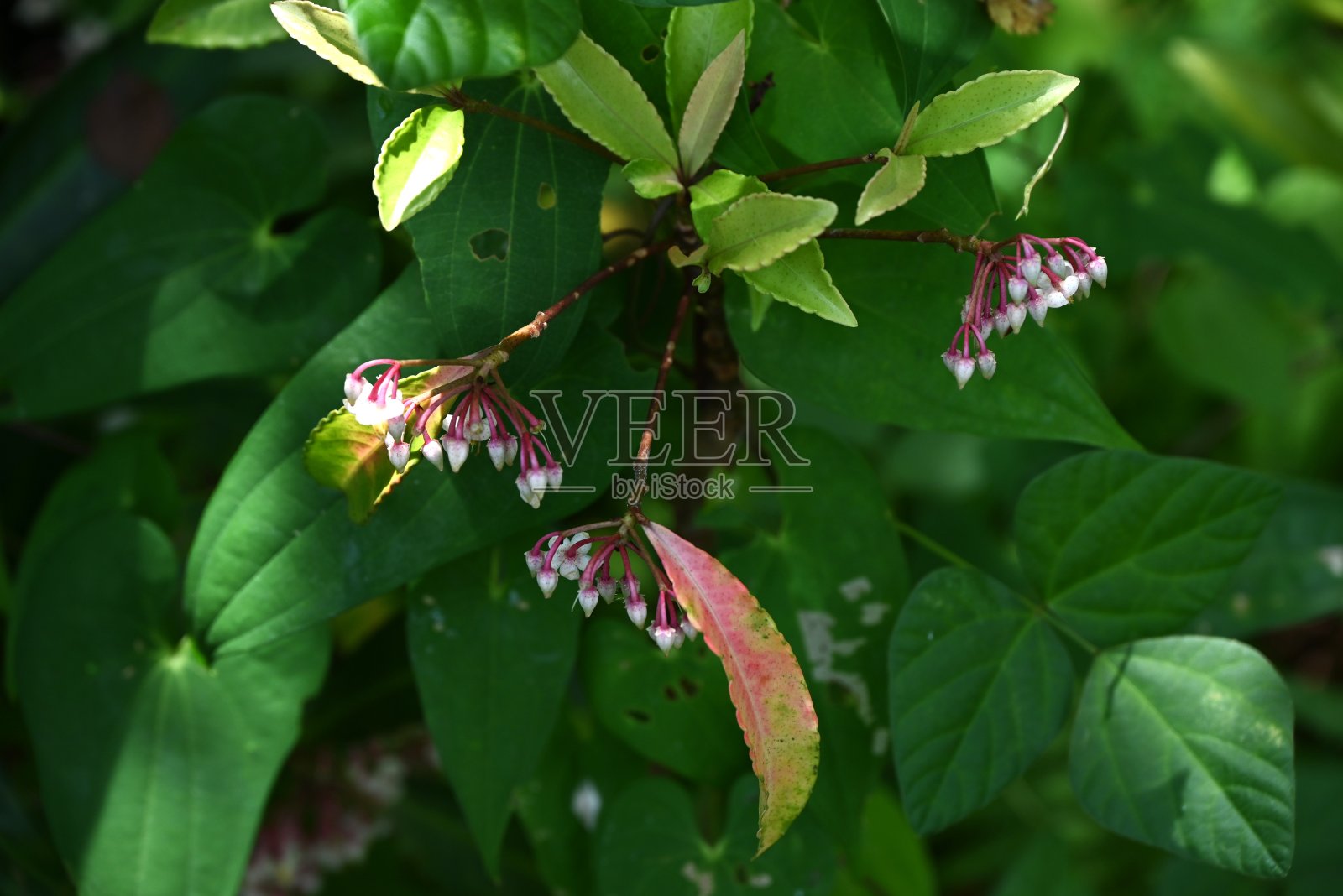 珊瑚莓(Ardisia crenata)花。报春花科常绿灌木。照片摄影图片