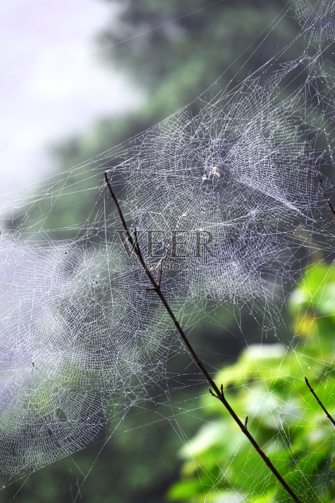 蜘蛛和蜘蛛网。照片摄影图片