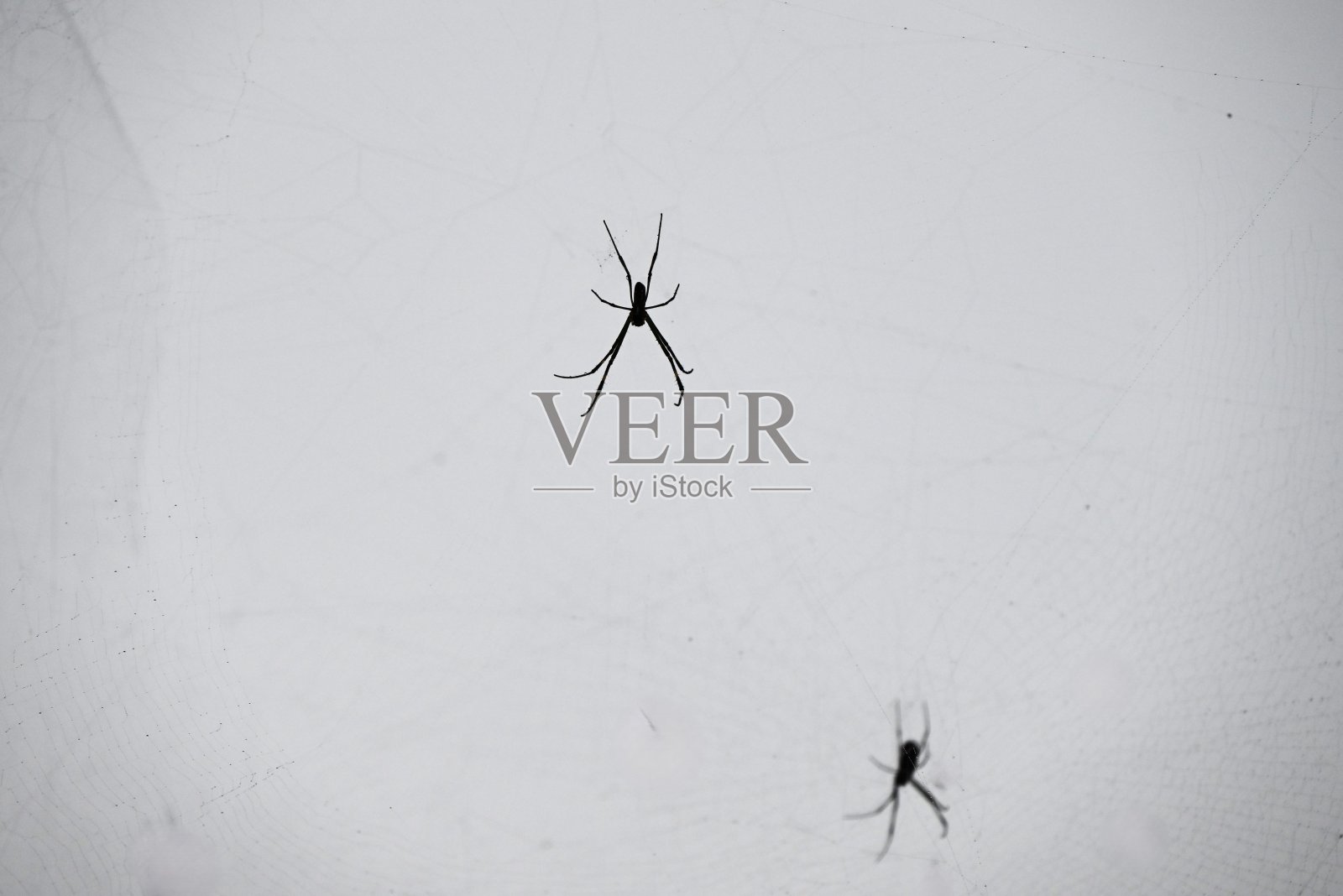 蜘蛛和蜘蛛网。照片摄影图片