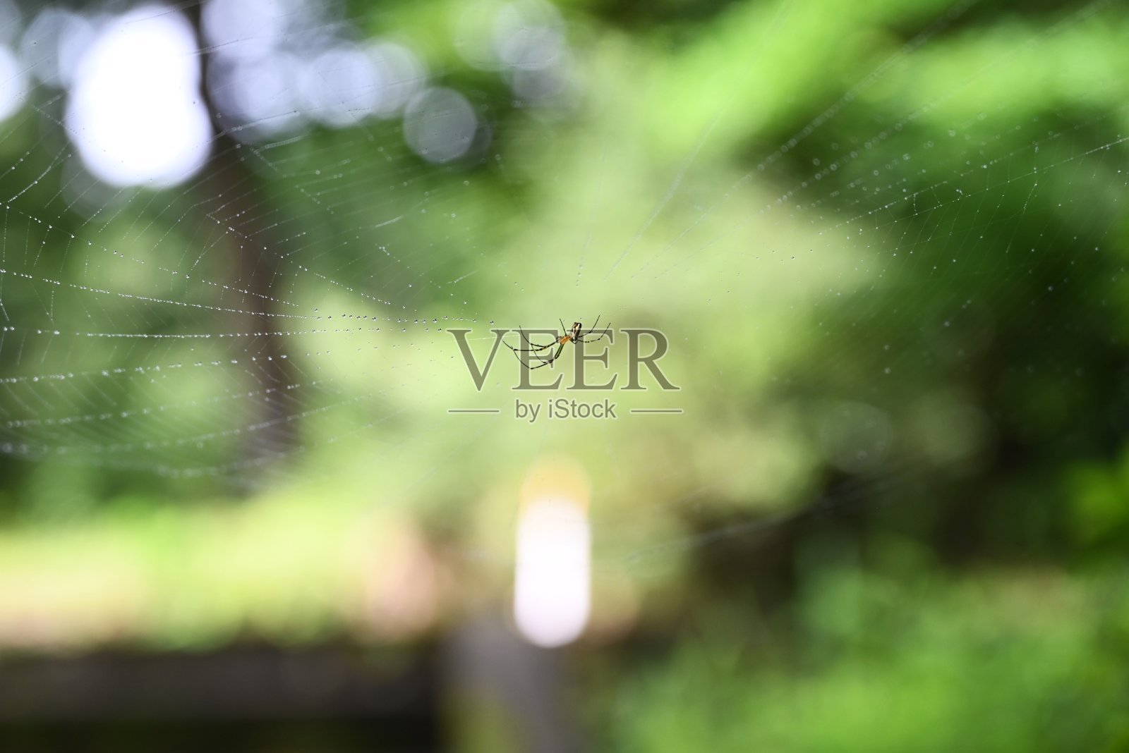 蜘蛛和蜘蛛网。照片摄影图片