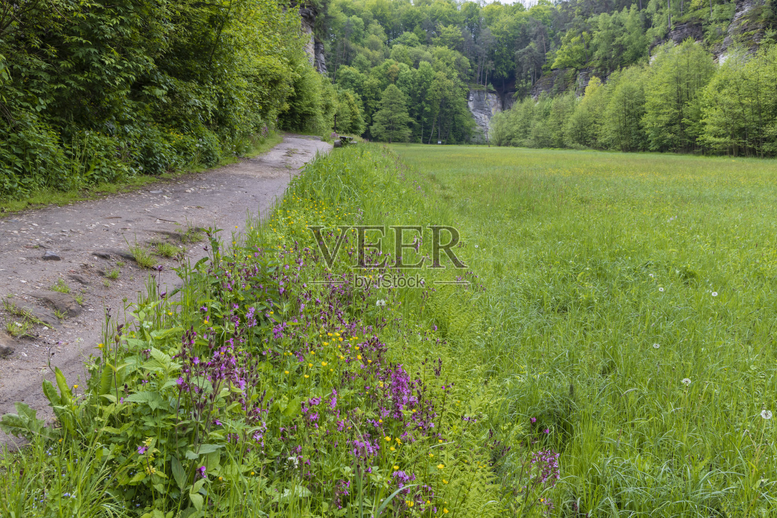 捷克共和国东波西米亚，靠近科斯特城堡的自然保护区照片摄影图片