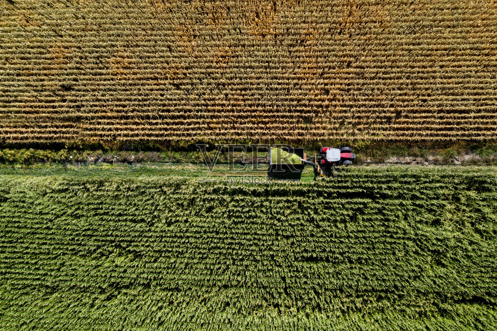 玉米收获，人们用拖拉机和农业机械工作，青贮饲料储存在筒仓中，以满足牛、绵羊和山羊等反刍哺乳动物的饲料需求，灌溉和现代农业照片摄影图片