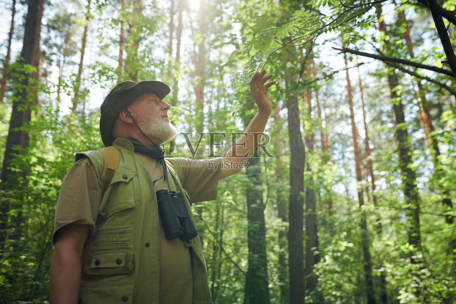 老人触摸罗文树枝照片摄影图片