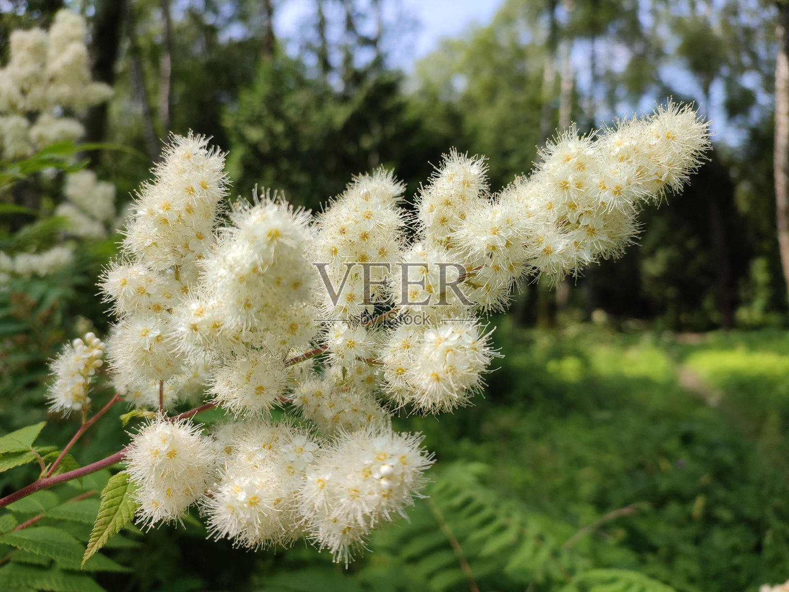 柔光下精致的白色花朵照片摄影图片