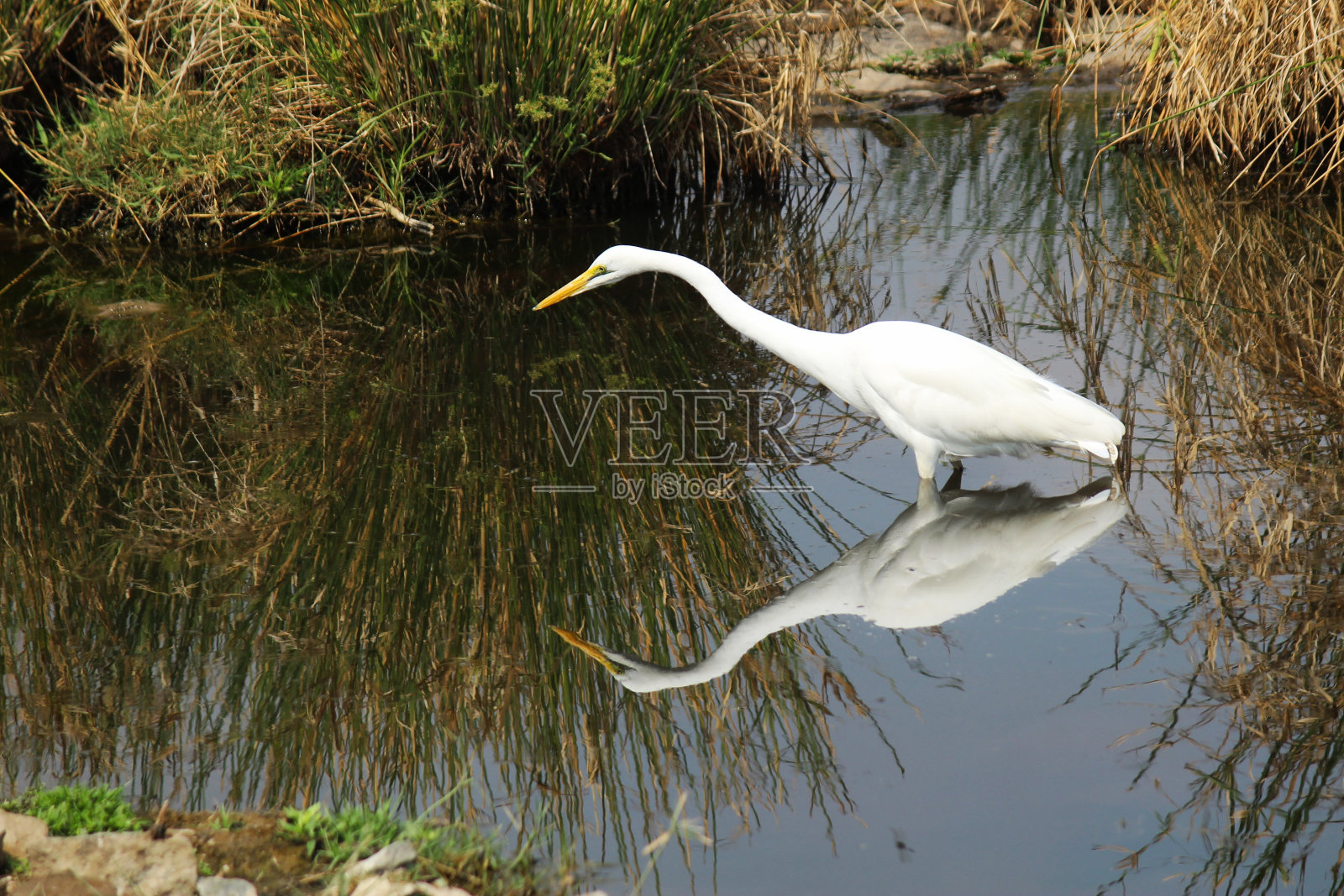 白鹭照片摄影图片