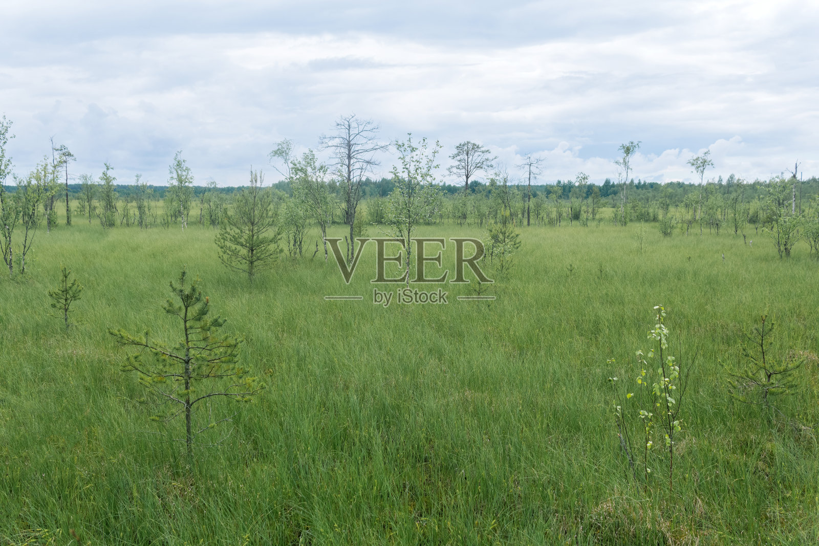 草木丛生，树木歪斜照片摄影图片