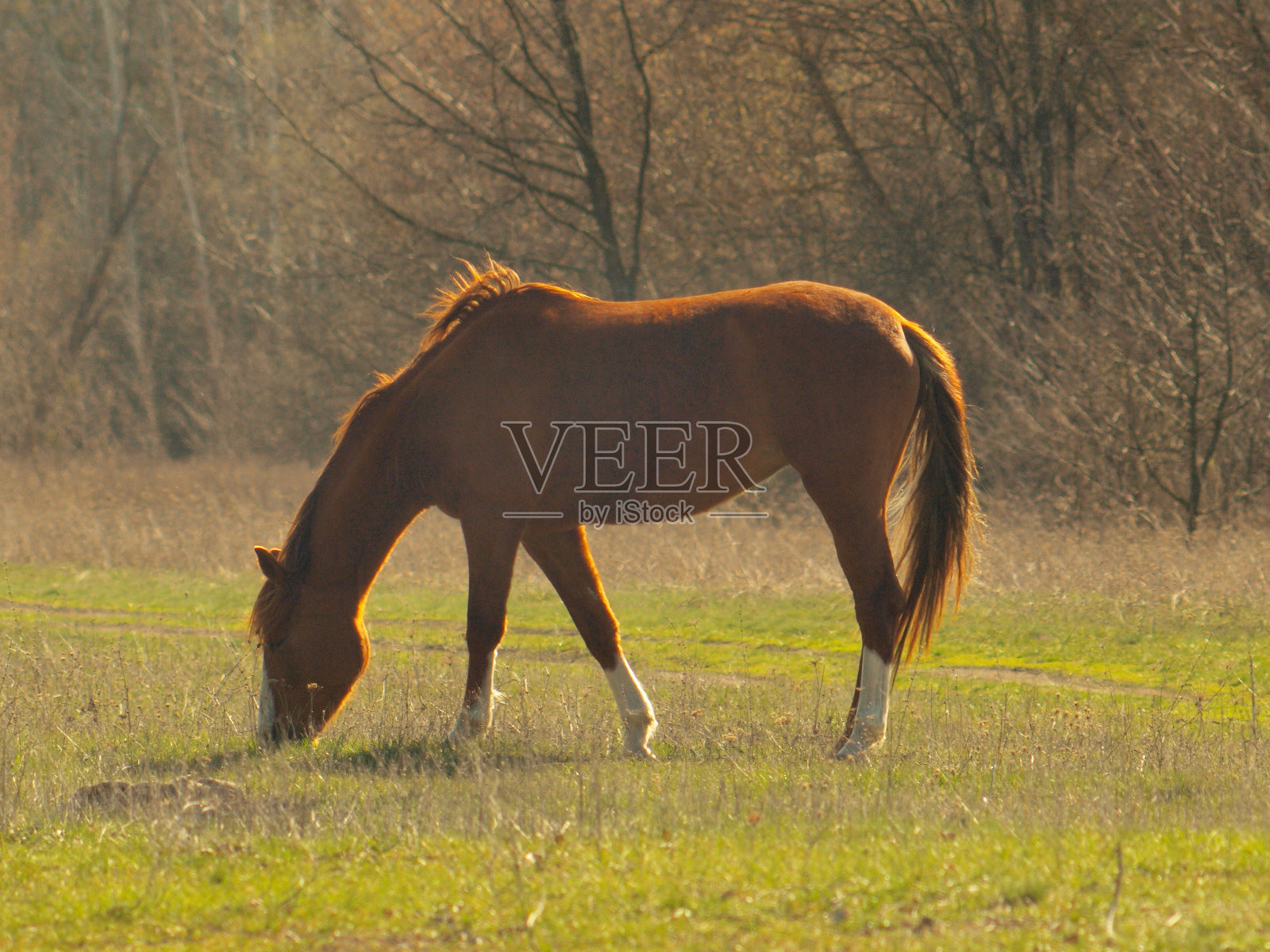 马在草地上吃草或散步。照片摄影图片
