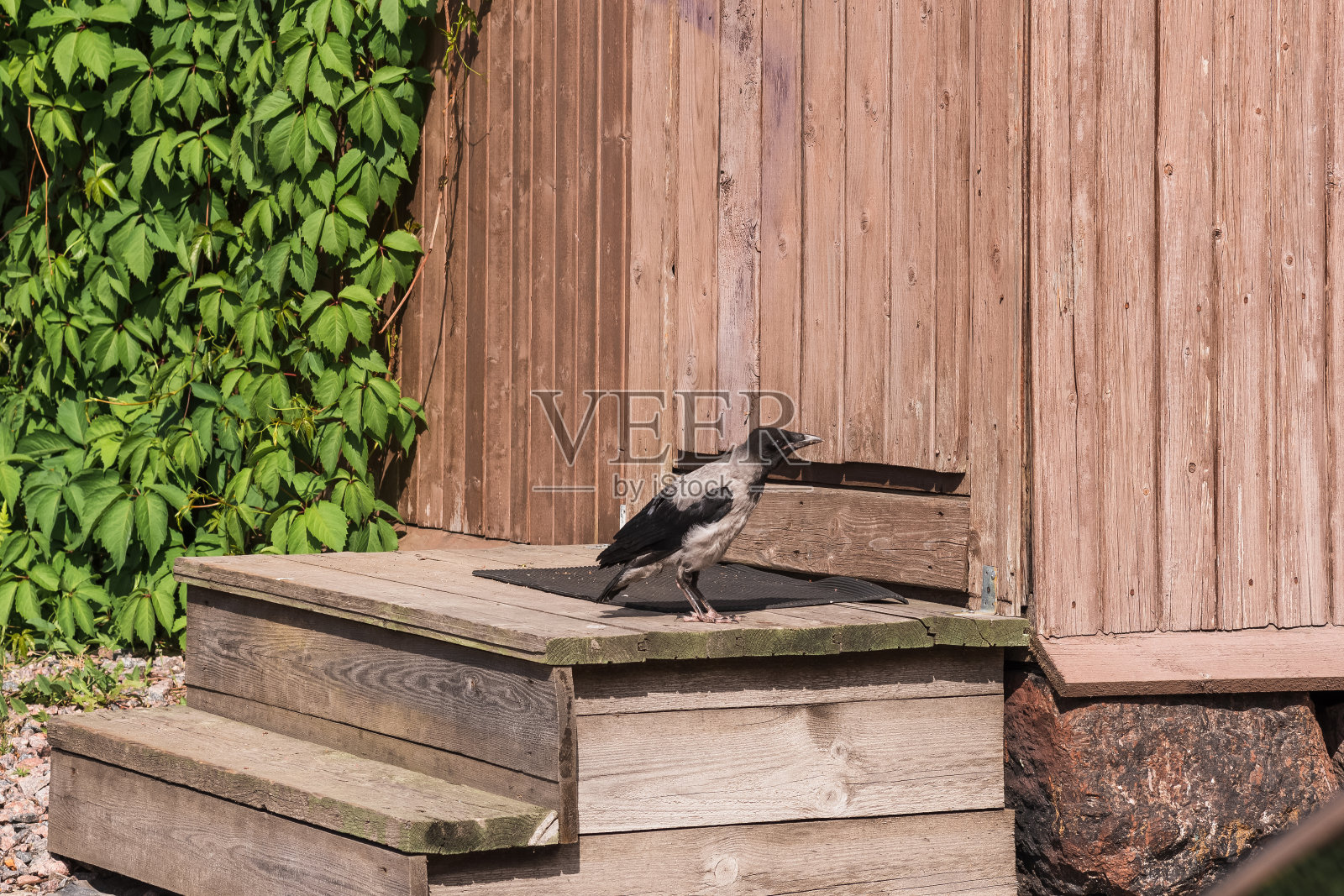 一只乌鸦在一所村舍的门廊上羽翼未长照片摄影图片