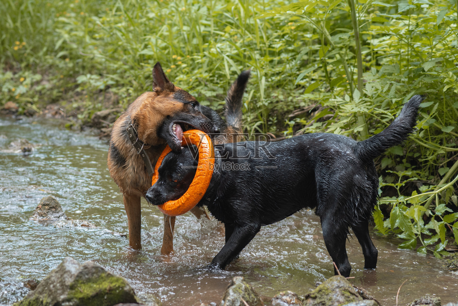 两只狗在河里玩照片摄影图片