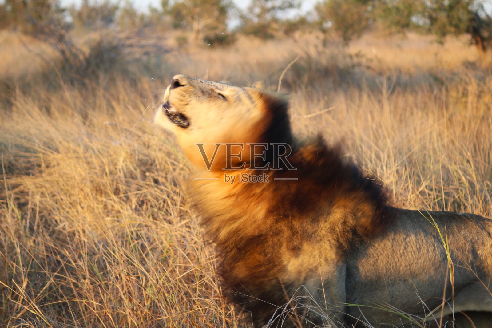 雄狮摇着鬃毛照片摄影图片