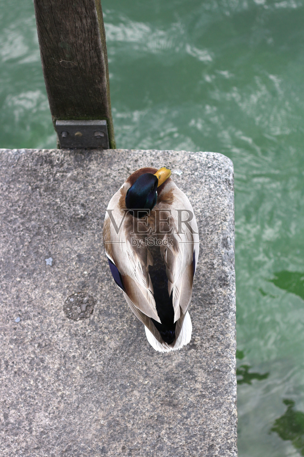 鸭从上面与三分构图规则:水和混凝土背景照片摄影图片
