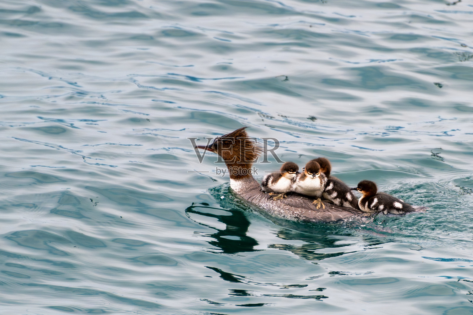 可爱的鸭子在科莫湖游泳照片摄影图片