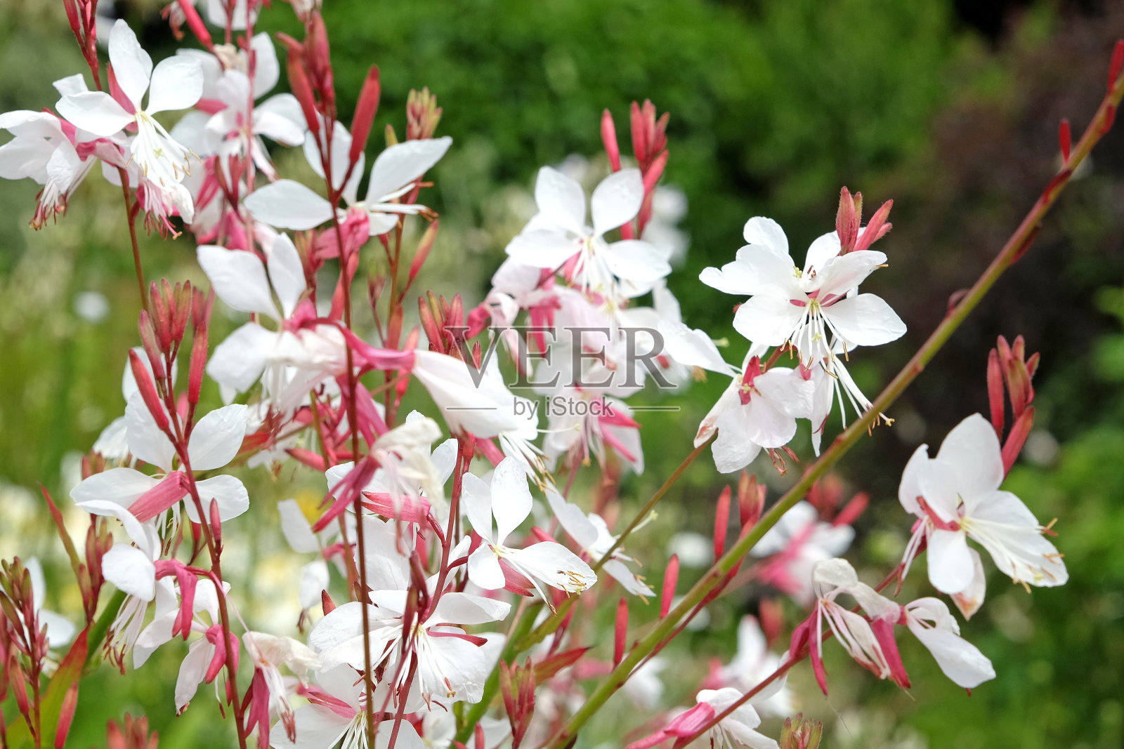 白色的野樱草，或花中旋转的蝴蝶。照片摄影图片