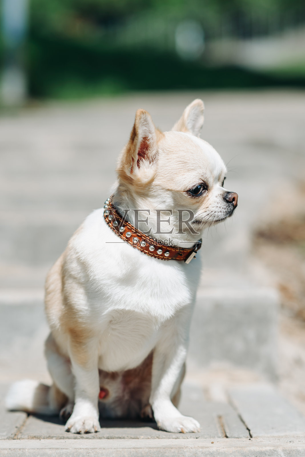 红色吉娃娃坐在石阶上照片摄影图片