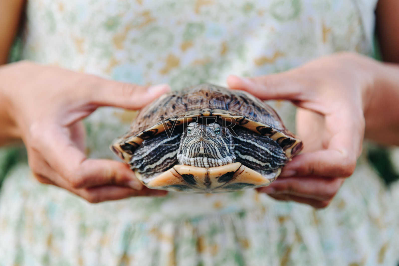 女人手里的小乌龟照片摄影图片
