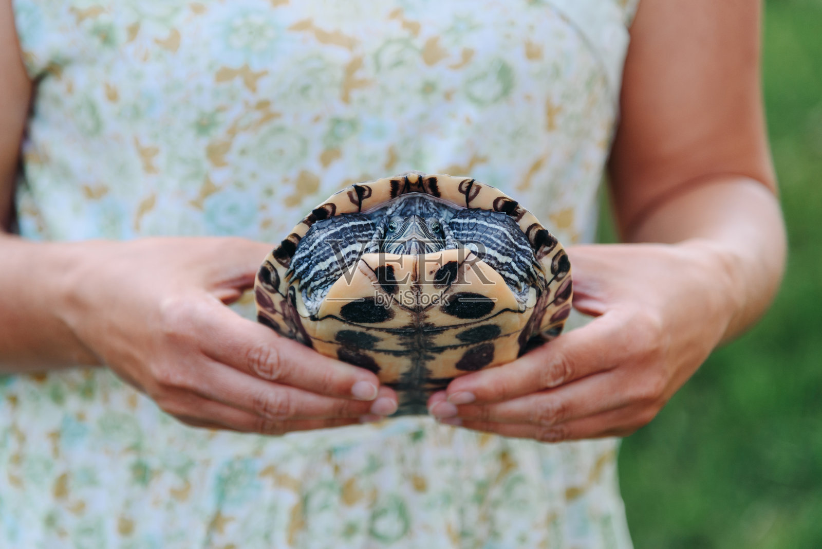 女人手里的小乌龟照片摄影图片