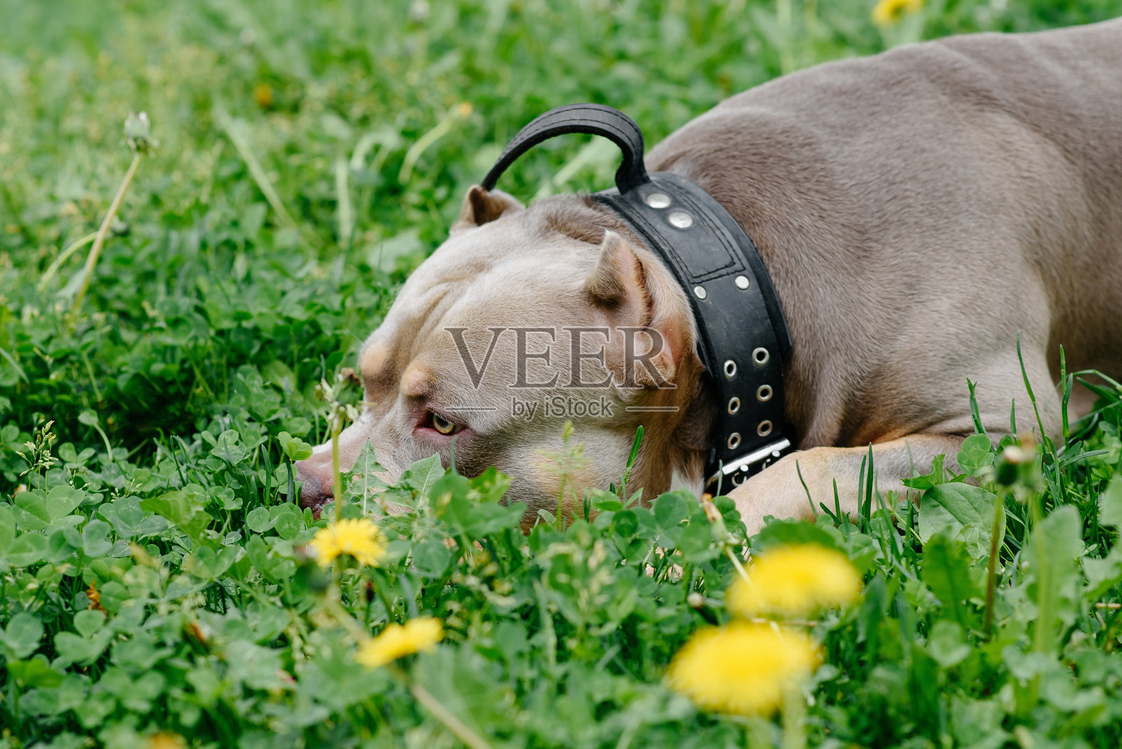 美国恶霸在公园散步照片摄影图片