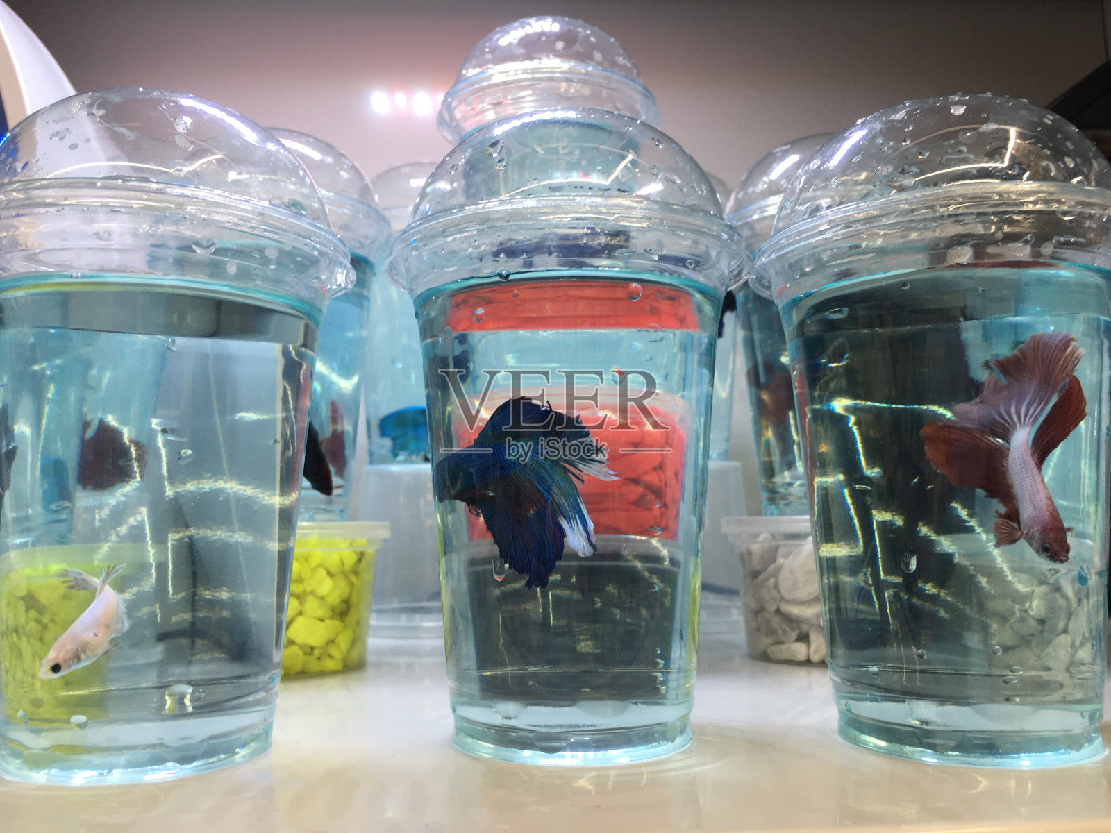 一只小公鸡在罐子里照片摄影图片