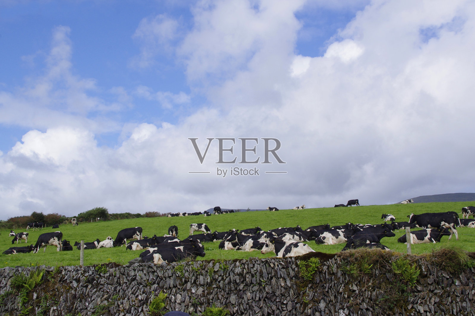 在爱尔兰，黑白相间的奶牛进入绿色的田野，被石墙隔开照片摄影图片