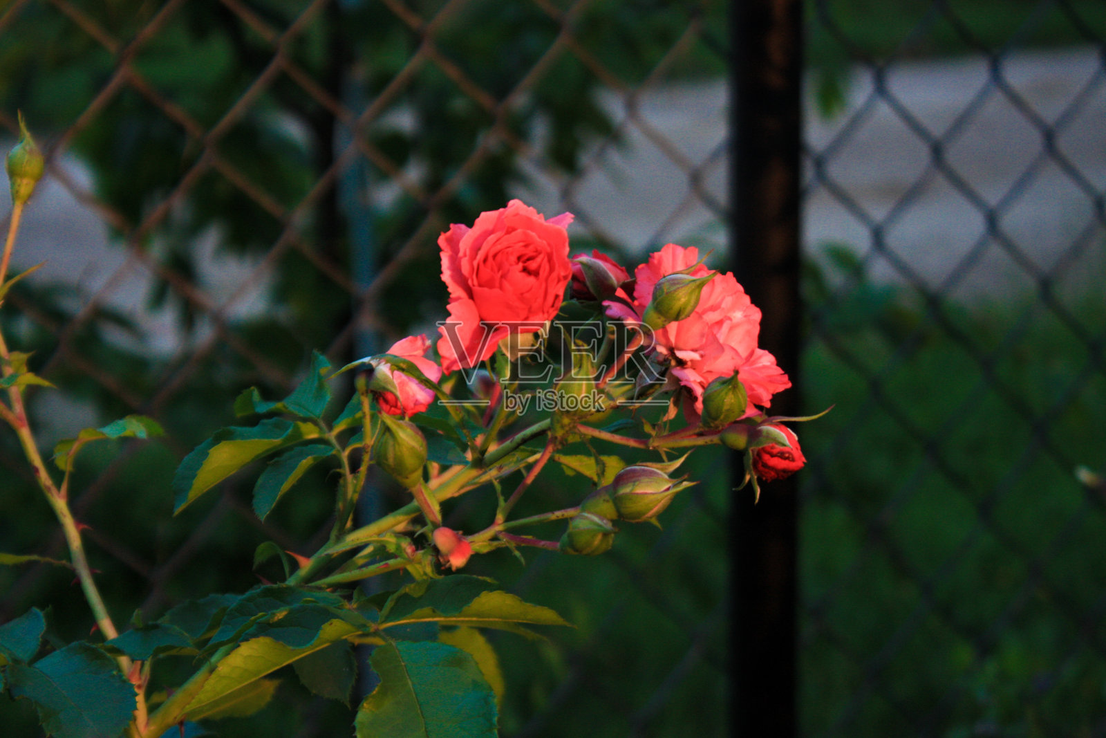 粉色玫瑰照片摄影图片