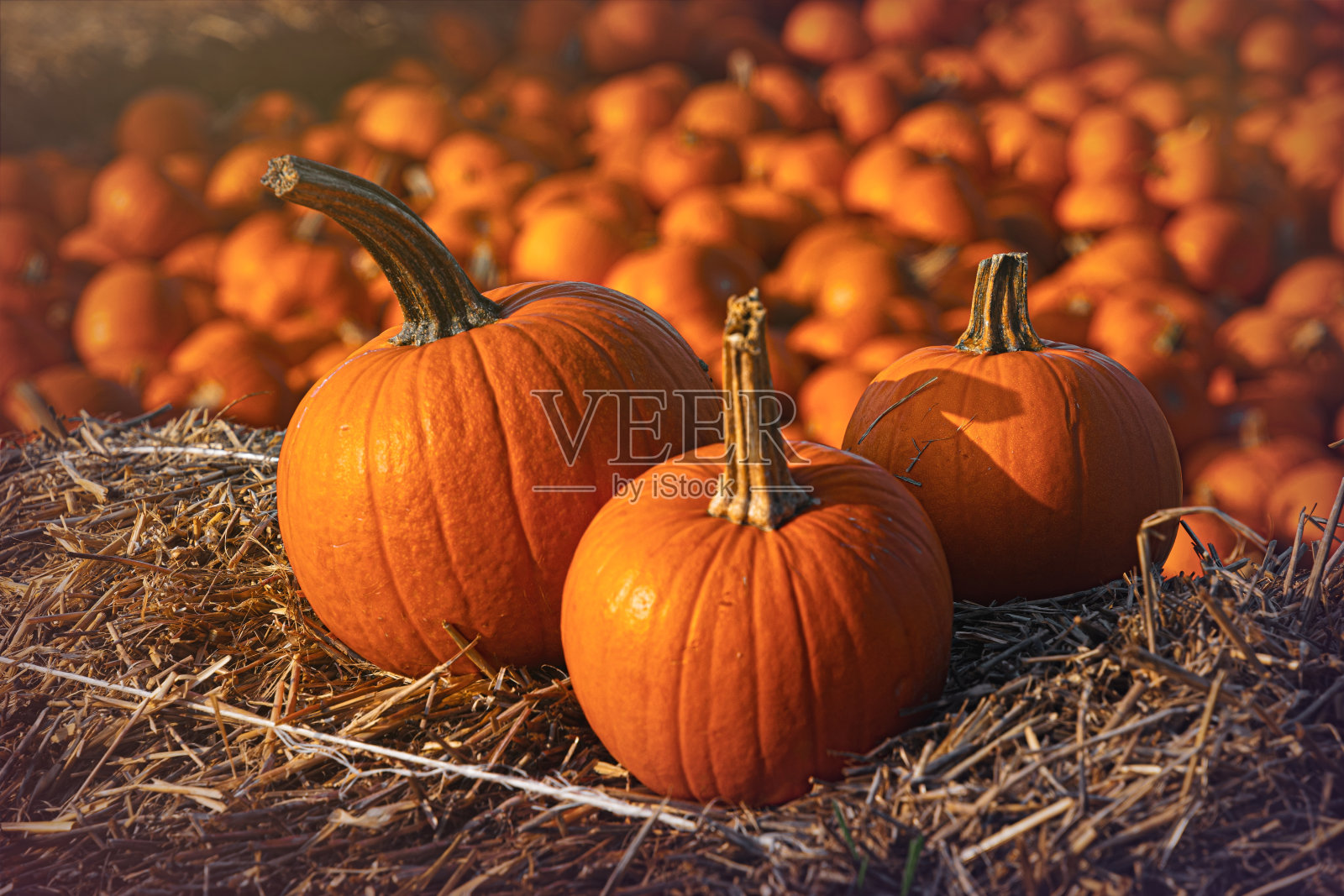 一堆南瓜，万圣节的装饰品照片摄影图片
