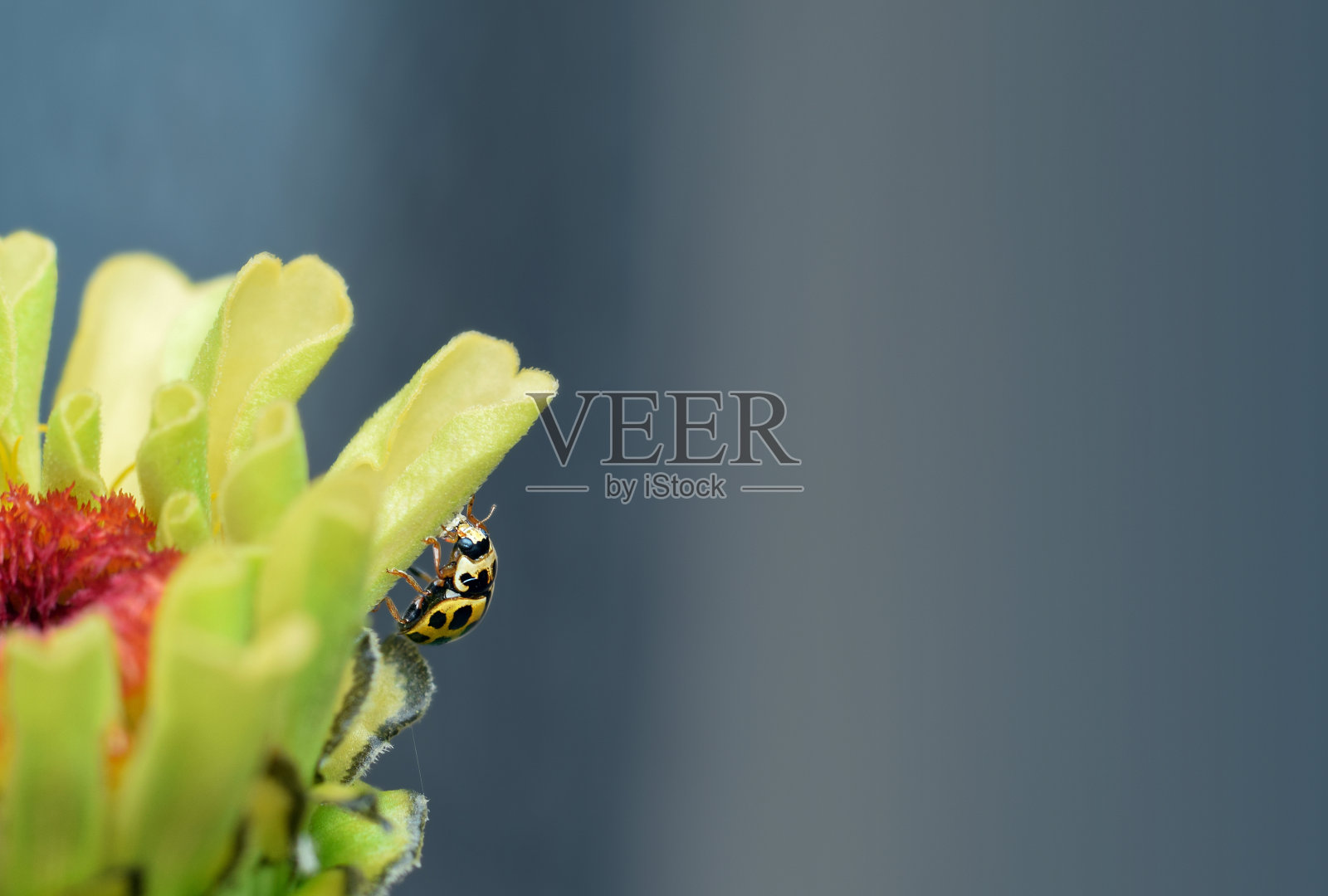 微距拍摄的黄色亚洲瓢虫坐在一朵花上照片摄影图片