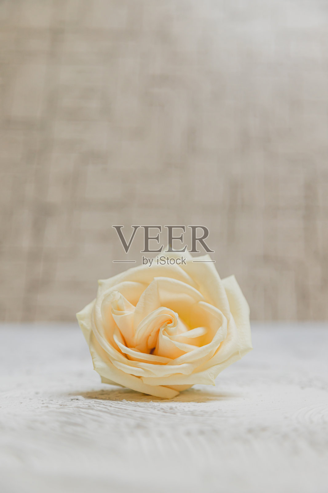 白色奶油玫瑰花在白色纹理表面和模糊的背景照片摄影图片