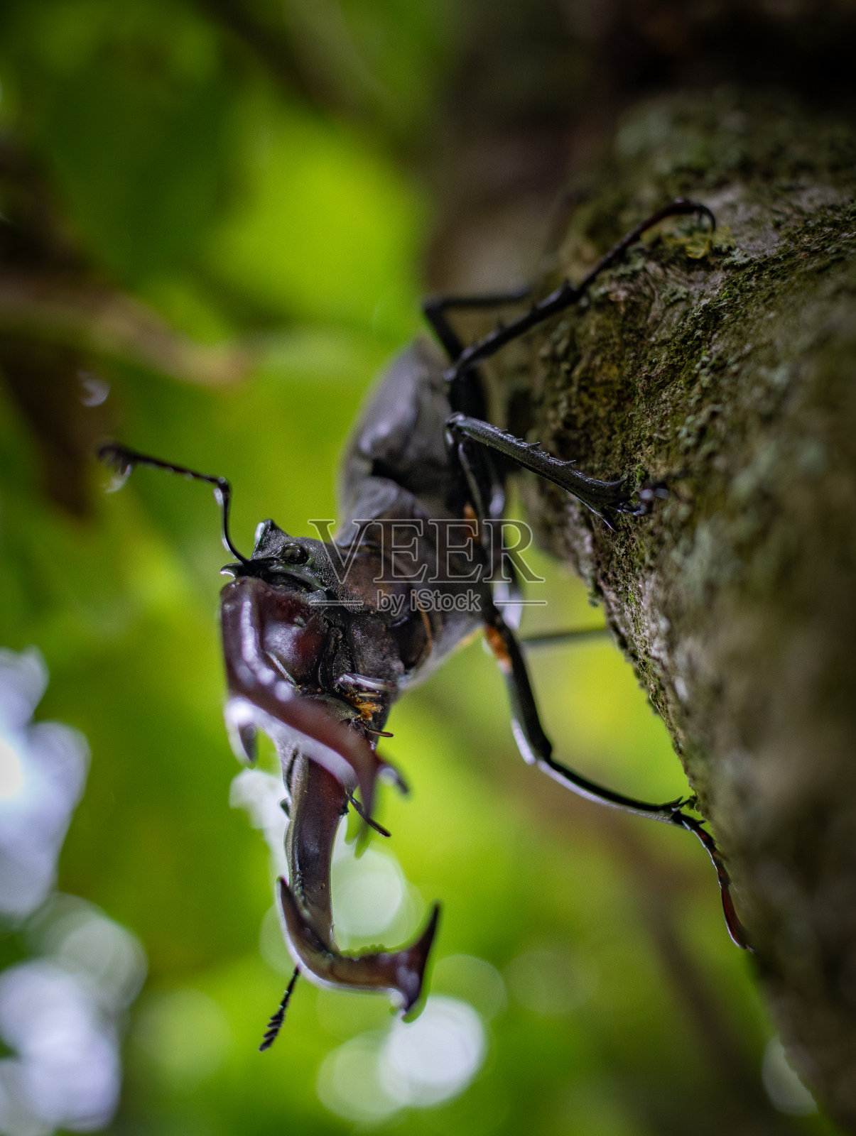 雄鹿角甲虫6照片摄影图片