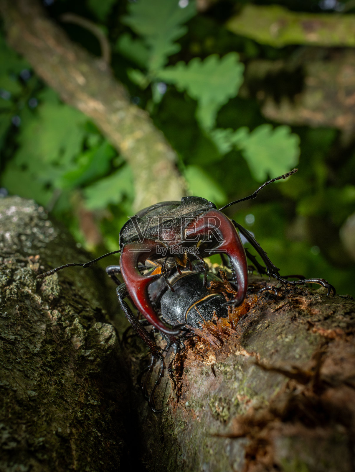 雄鹿甲虫照片摄影图片