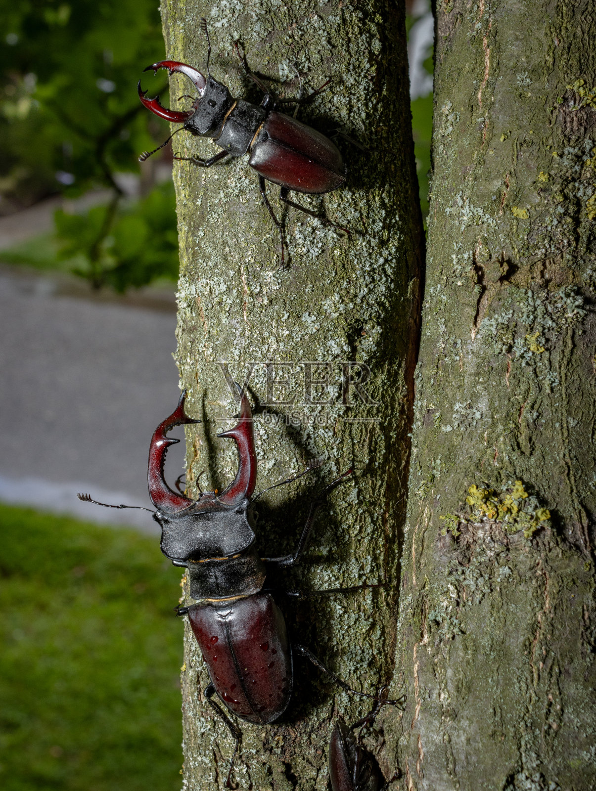 争斗前雄鹿甲虫照片摄影图片