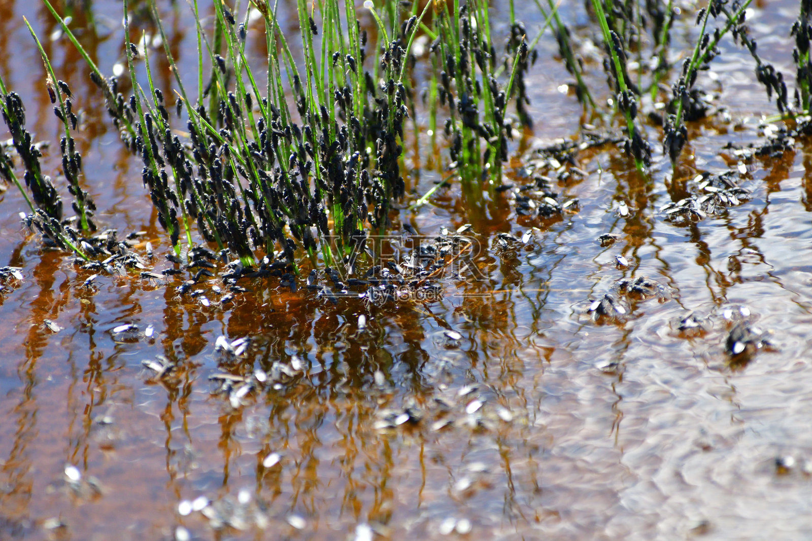 莫诺湖照片摄影图片
