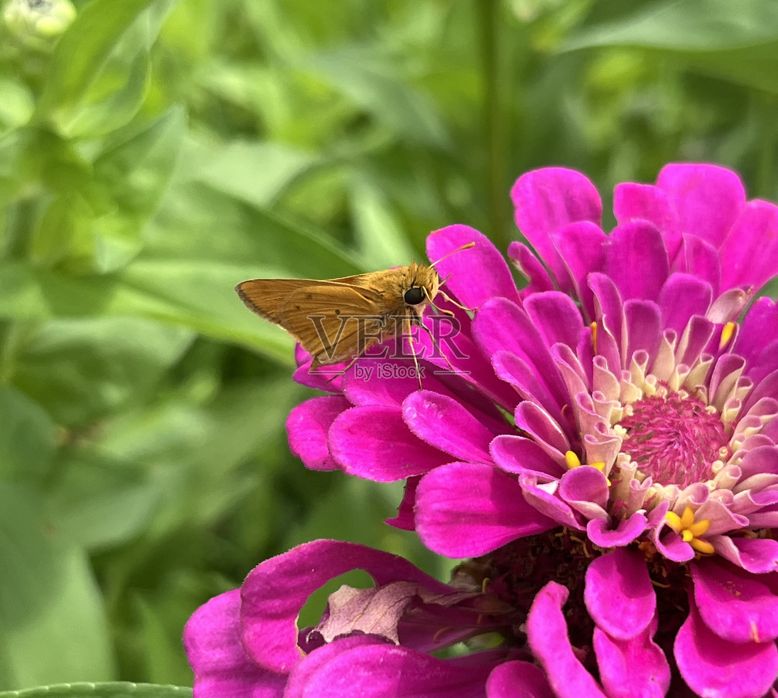 火红的海蛇照片摄影图片