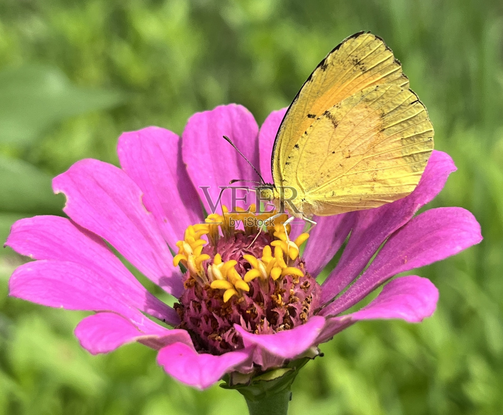 昏昏欲睡的橙色蝴蝶Eurema nicippe照片摄影图片