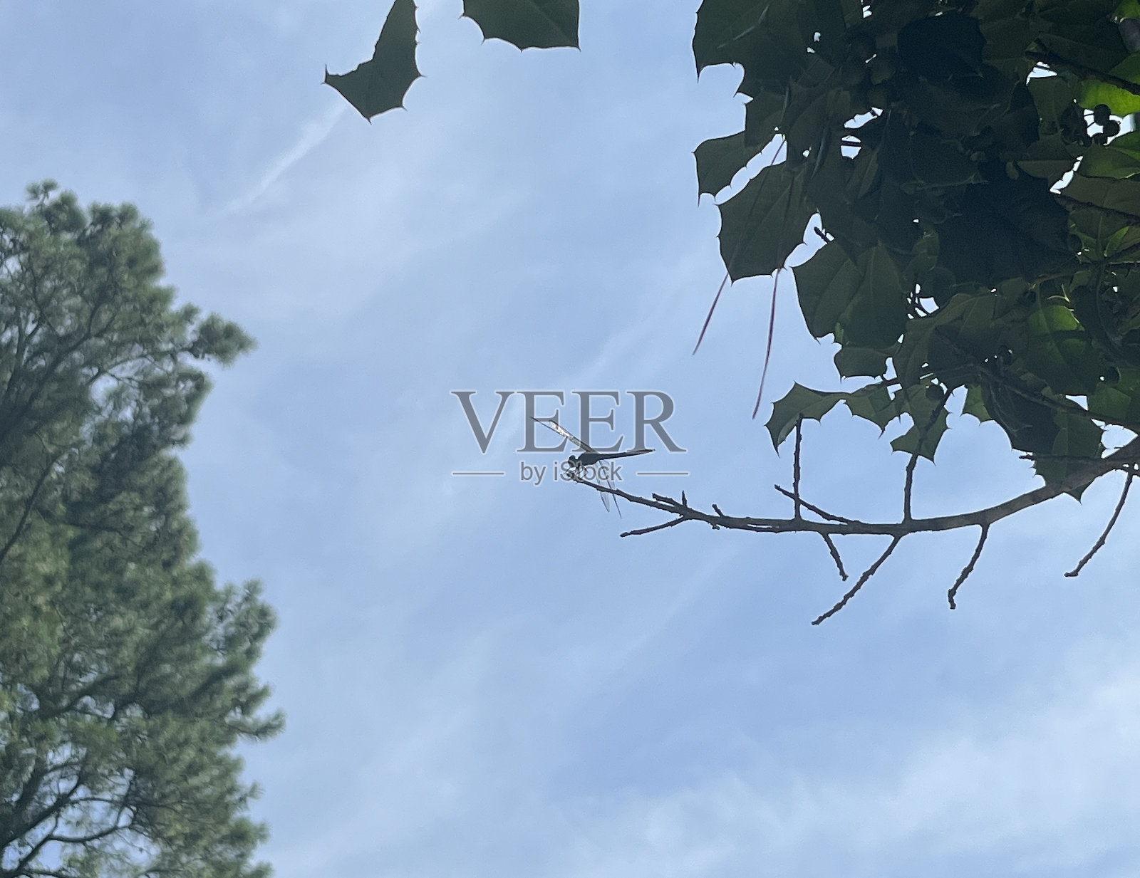 蜻蜓剪影对蓝天的背景照片摄影图片