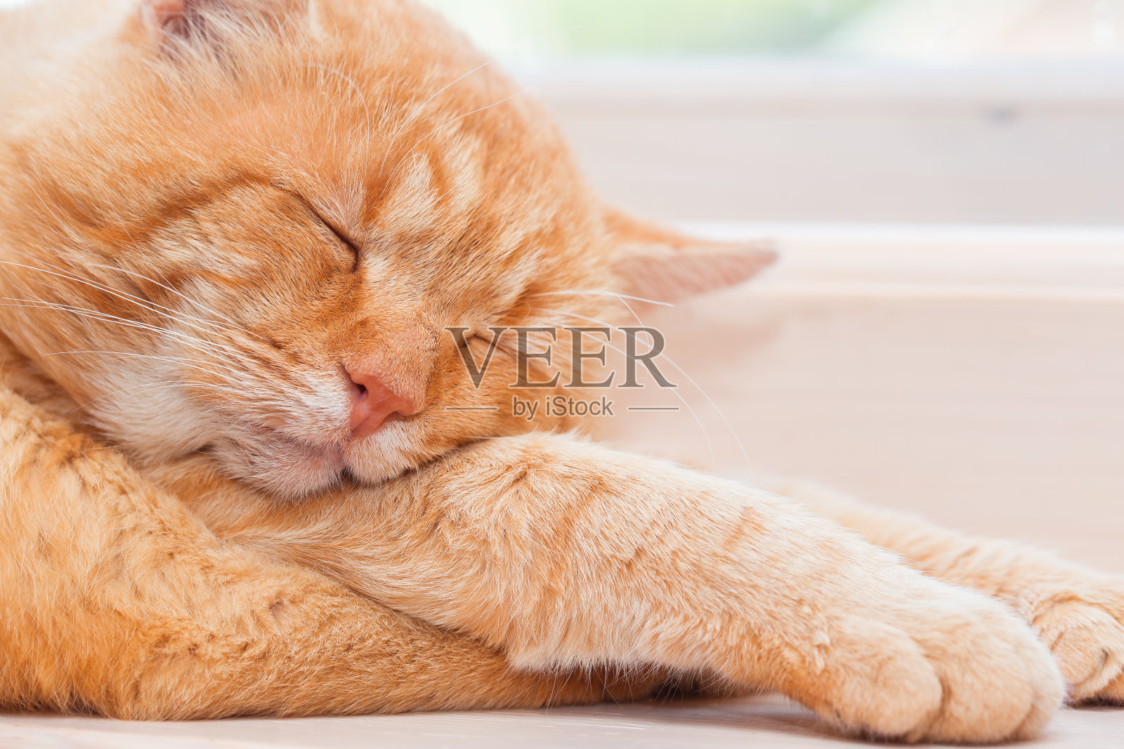 有趣的猫照片摄影图片