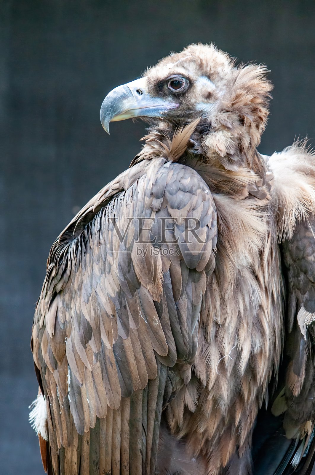 秃鹰王在黑暗的背景前照片摄影图片
