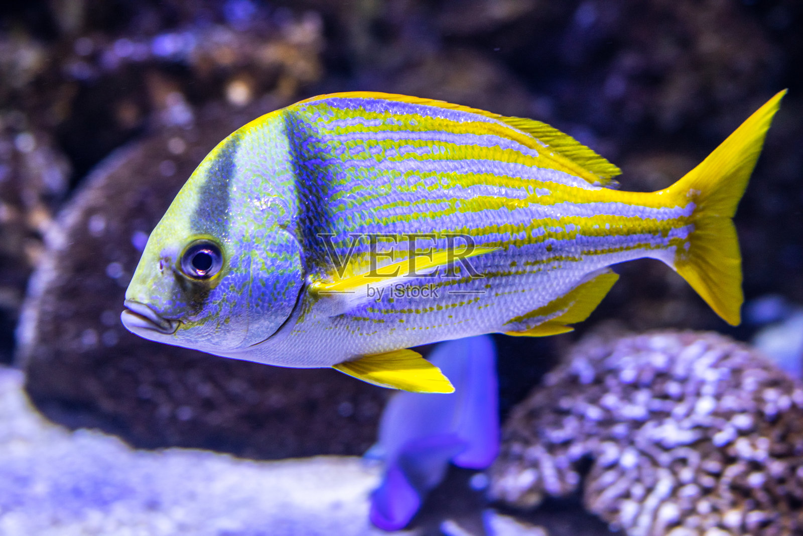 珊瑚礁里充满活力的黄色和蓝色鱼类照片摄影图片