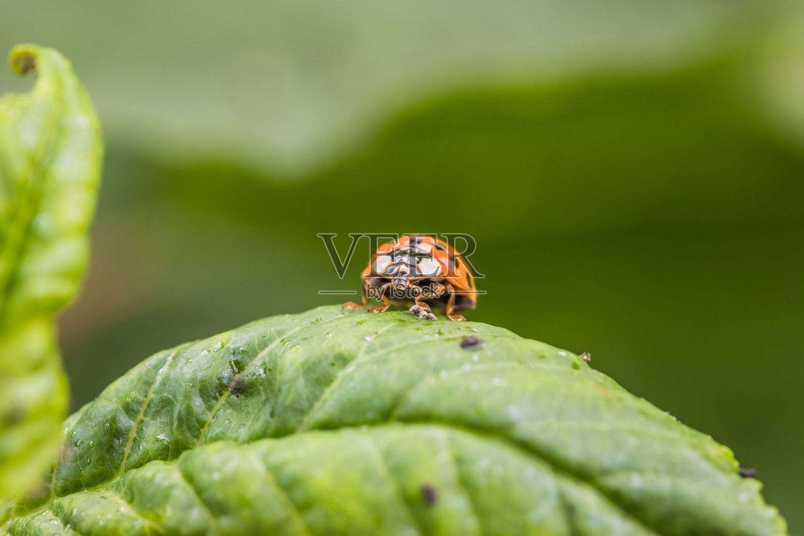 一只瓢虫坐在自然环境中的一片绿叶上，与周围的环境融为一体照片摄影图片