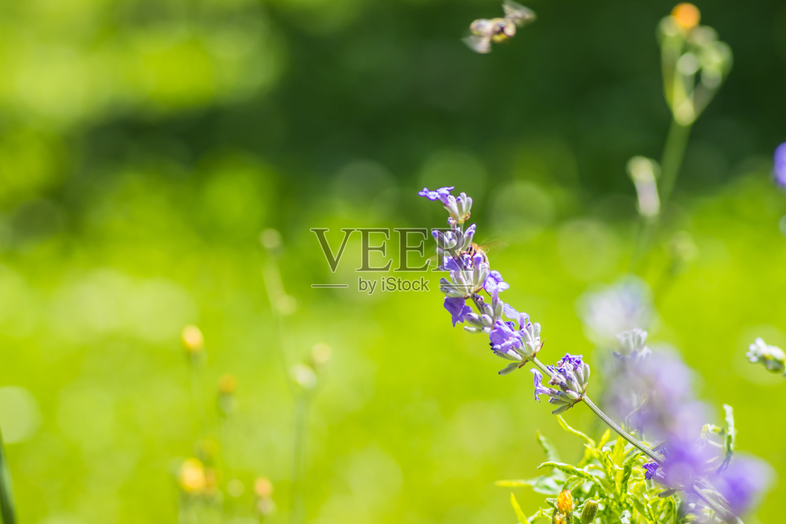 在模糊的绿色背景下，薰衣草花朵的详细视图，展示了大自然的美照片摄影图片