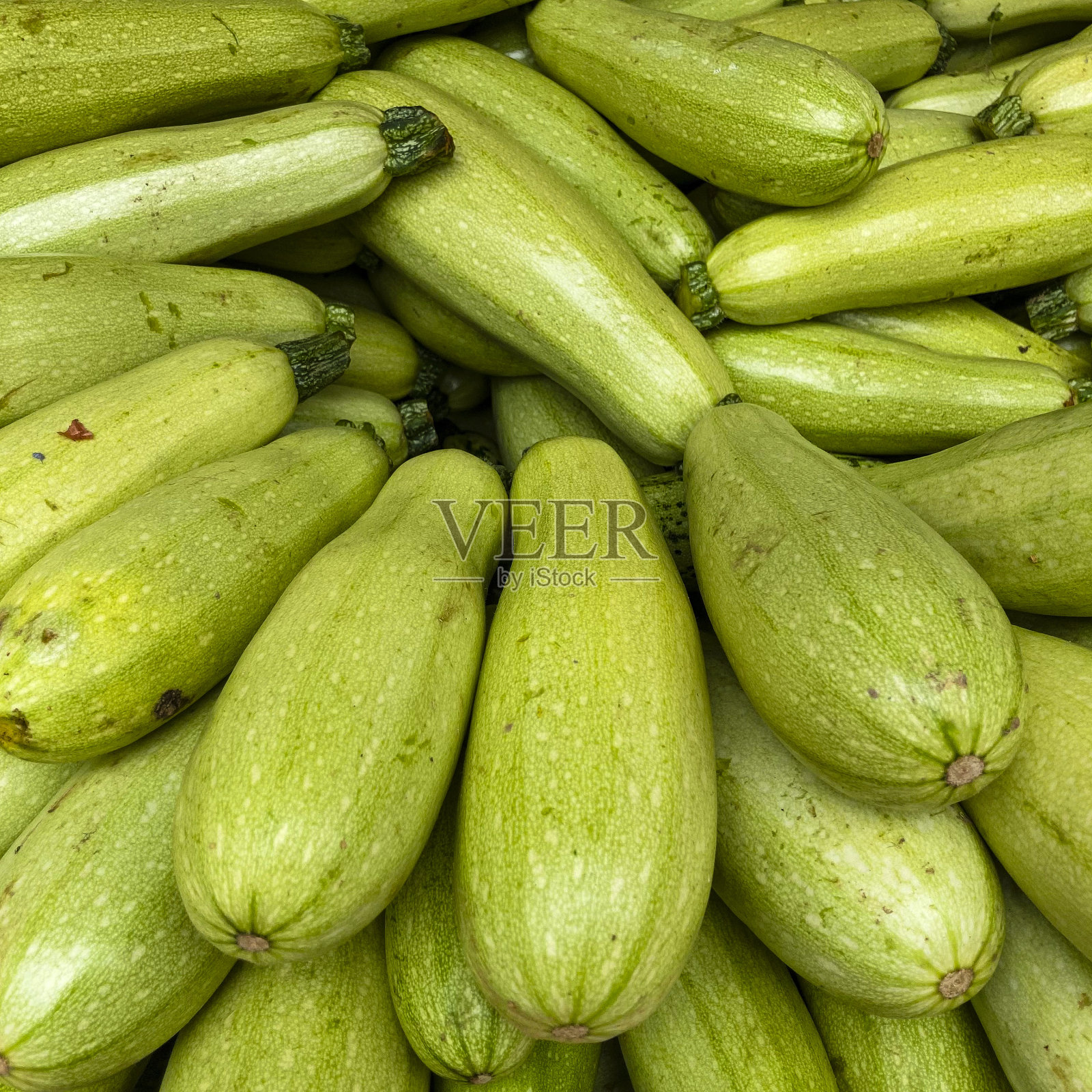 出售祖基尼照片摄影图片