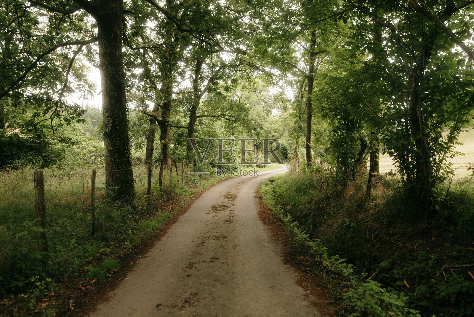 森林之路照片摄影图片
