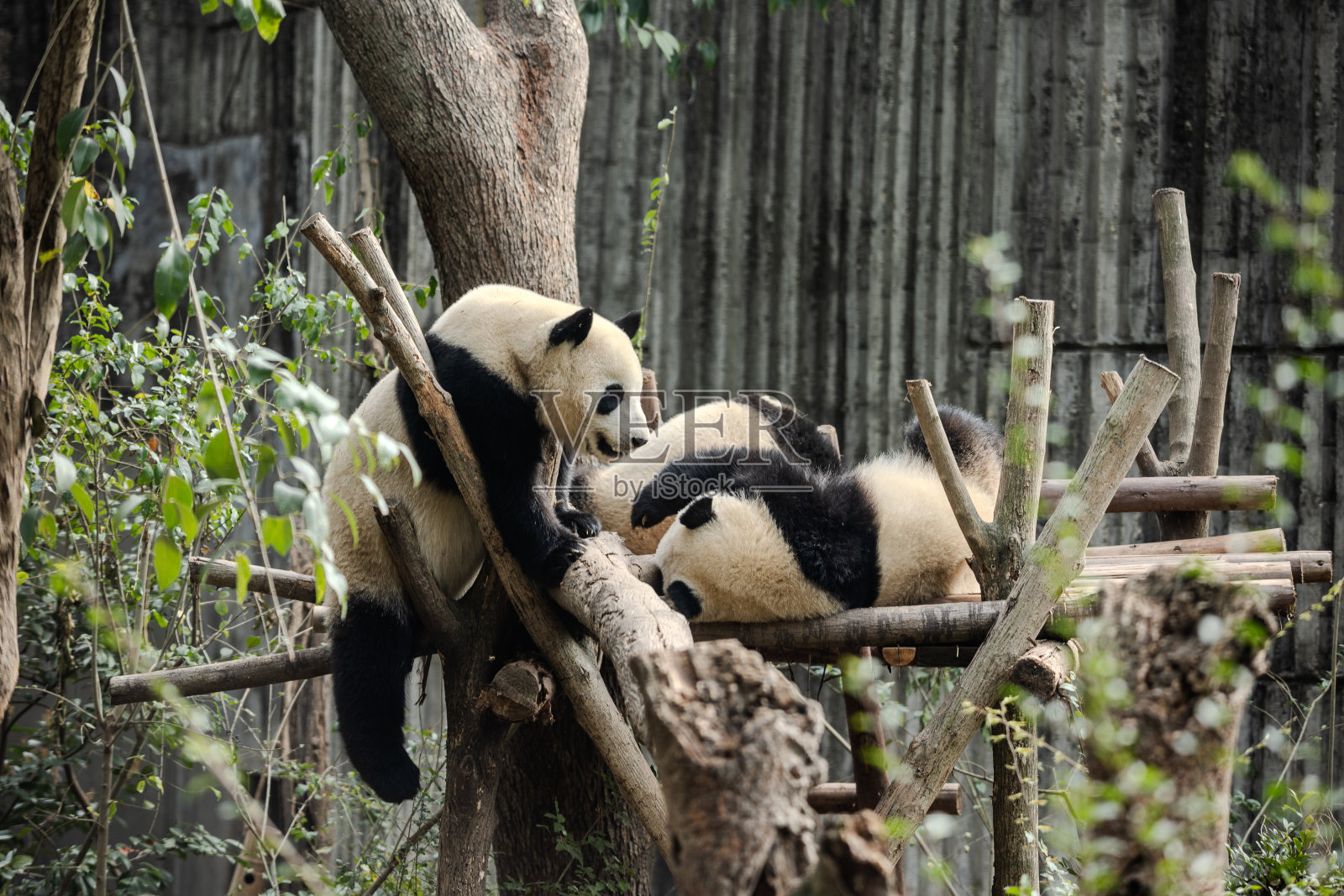 两只熊猫在森林的树枝上玩耍照片摄影图片