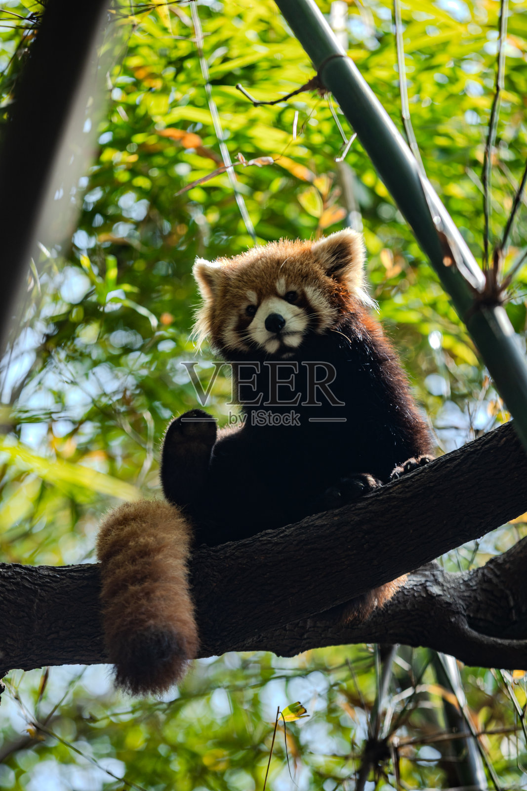 小熊猫坐在树枝上照片摄影图片