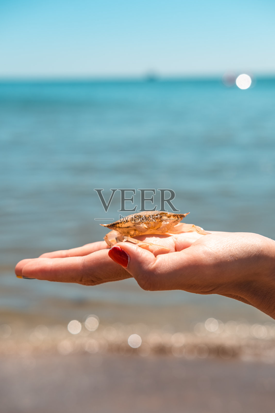 在海滩上发现的蟹壳，拿在手里。照片摄影图片