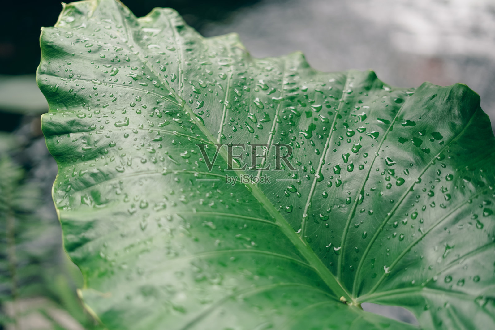 叶子图案与水滴背景照片摄影图片