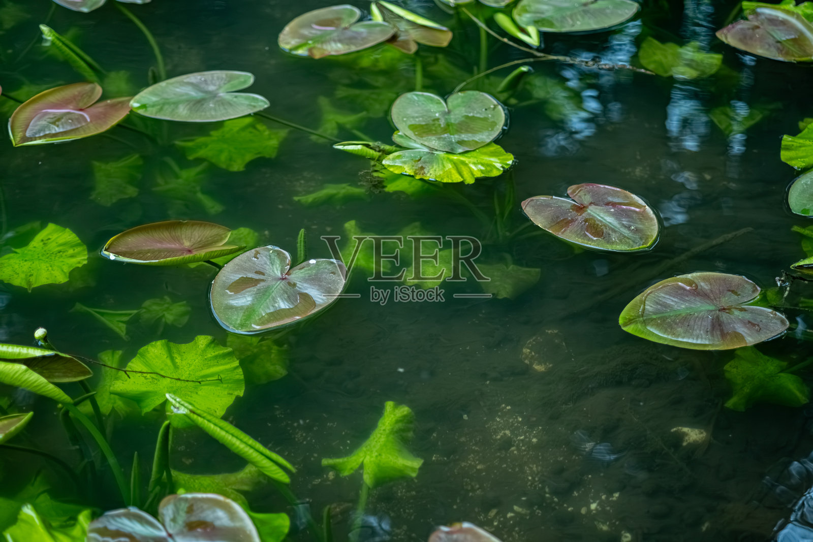 这张照片展示了一个充满睡莲花瓣和叶子的宁静池塘。照片摄影图片