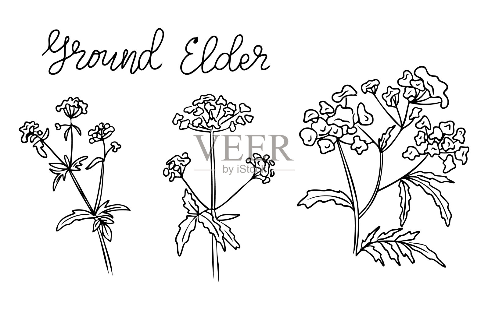 夏日野花轮廓素描集插画图片素材