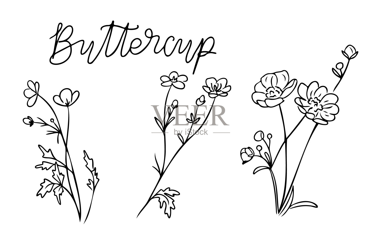 夏季野花素描集与毛茛插画图片素材