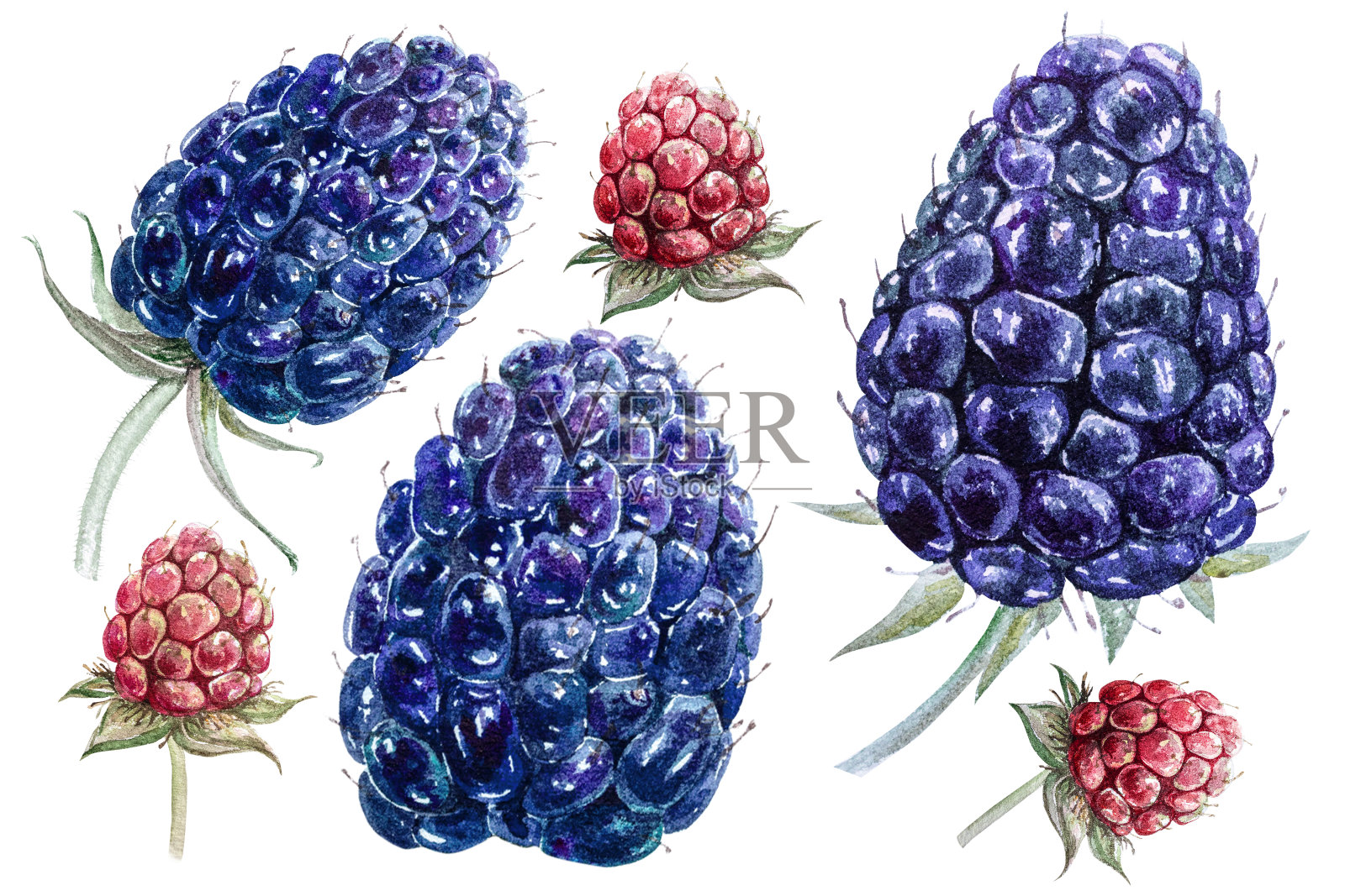 一套浆果和黑莓叶。水彩植物插图成熟和绿色未成熟的黑莓，手绘黑莓浆果插画图片素材