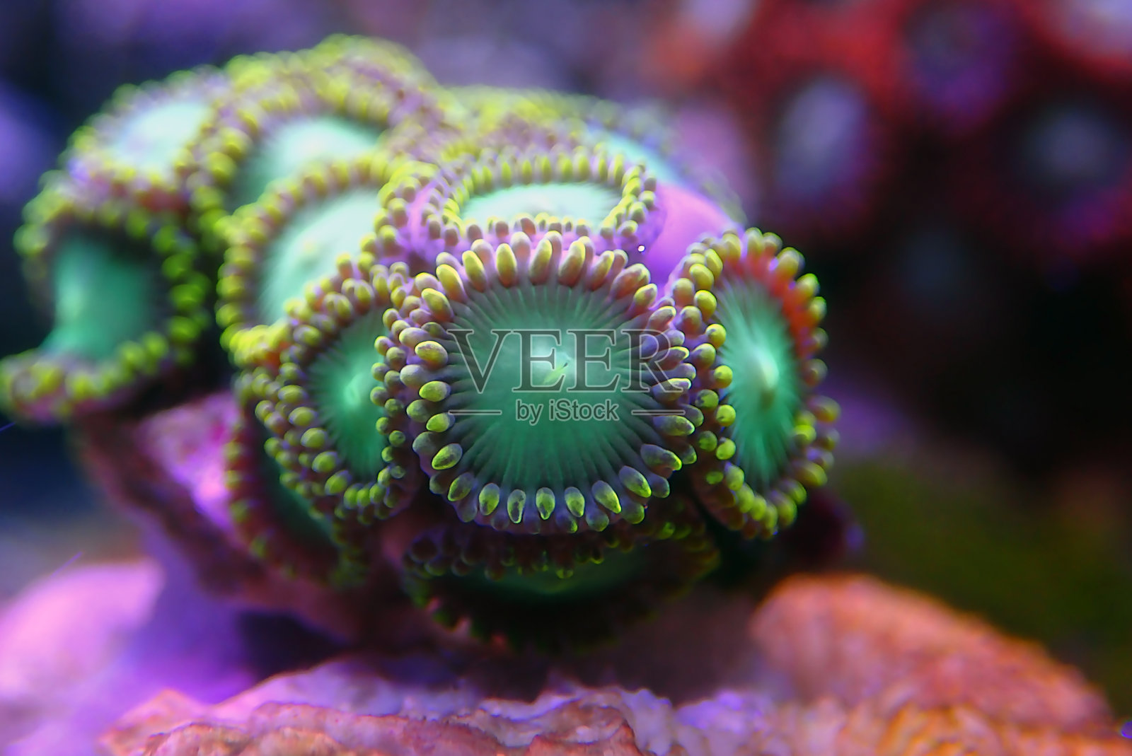 珊瑚虫是珊瑚礁水族箱中最鲜艳的珊瑚虫之一照片摄影图片